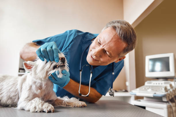 Best Mobile Emergency Dentist in Chico, TX